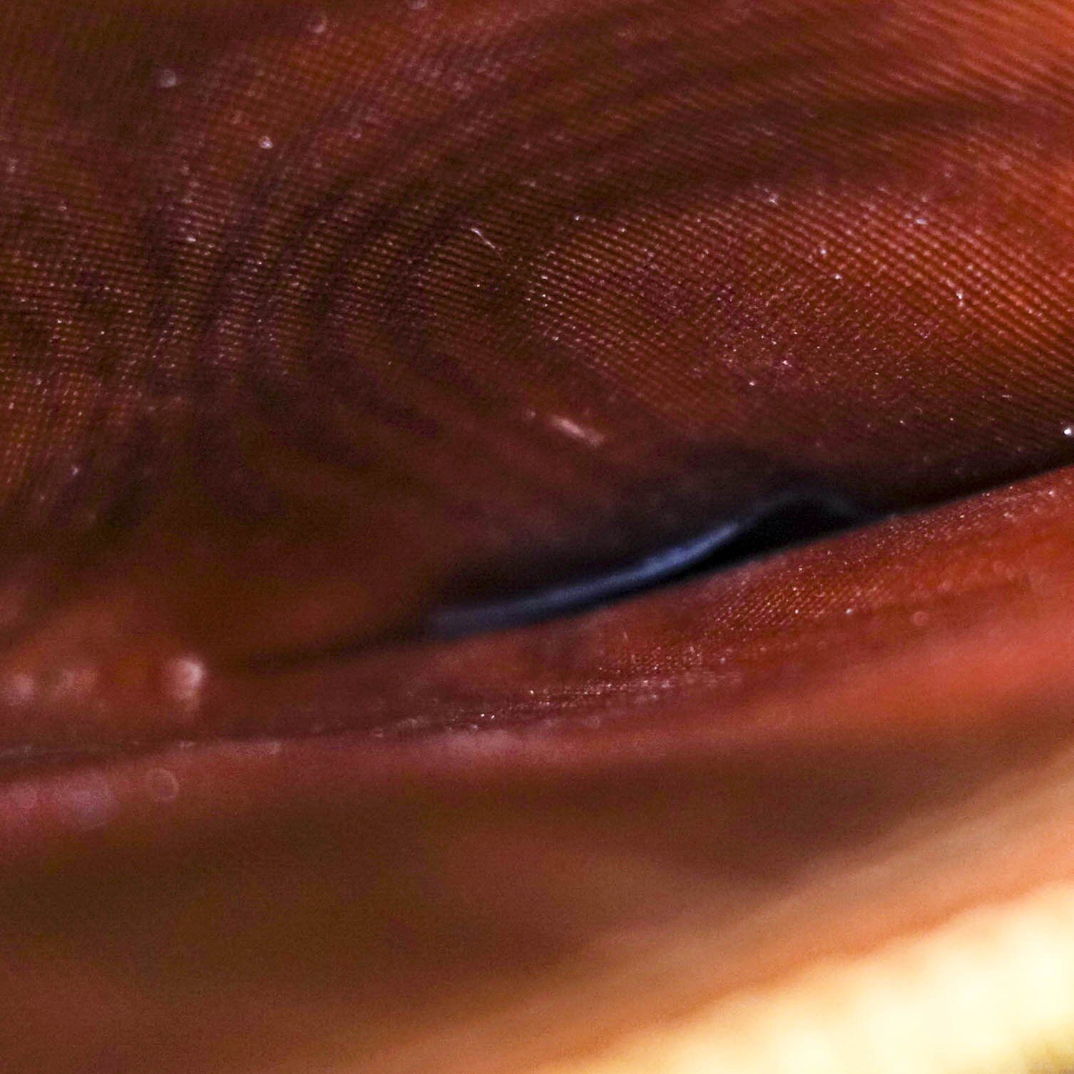 Prada Saffiano Zip Around Wallet